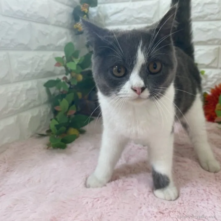 ID:2305-01295の子猫