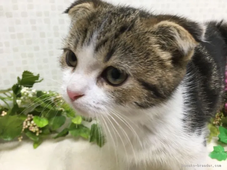 ID:1610-00672の子猫