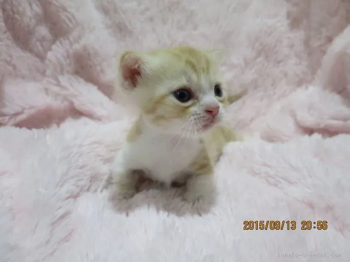 ID：1508-00422の子猫