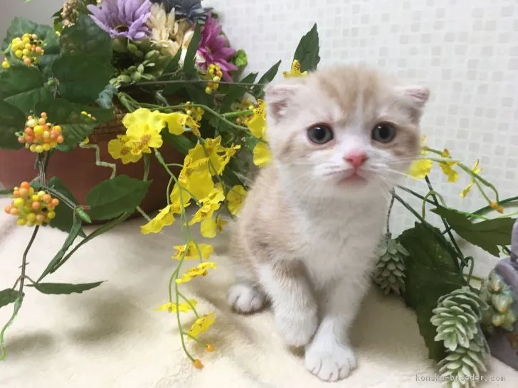 ID：1805-00998の子猫