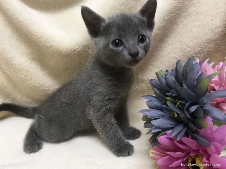 ID:1709-00344の子猫