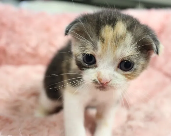 ID：1506-00058の子猫