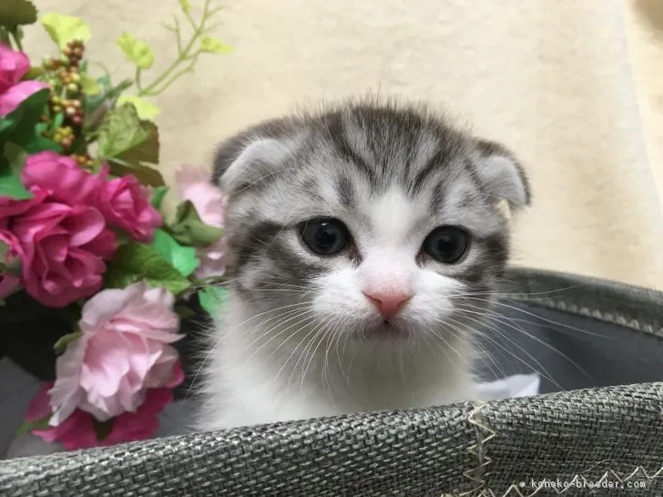 ID：1611-00853の子猫