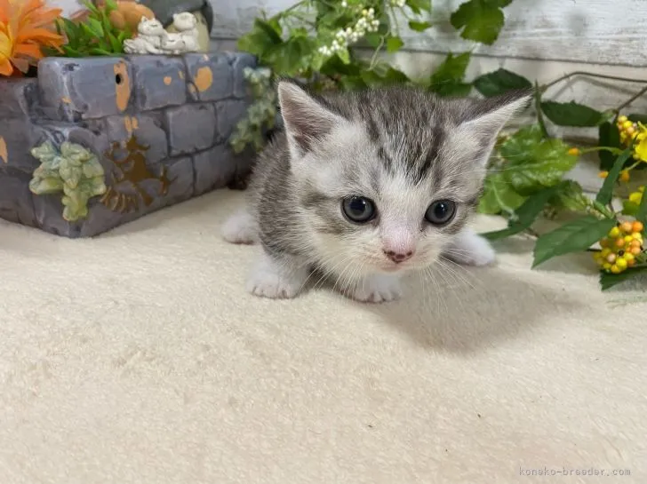 ID:2109-02578の子猫