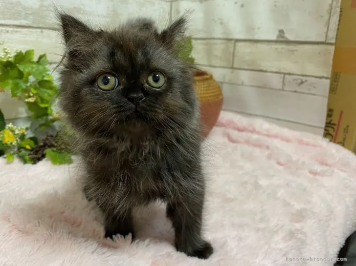 ID:2105-00859の子猫
