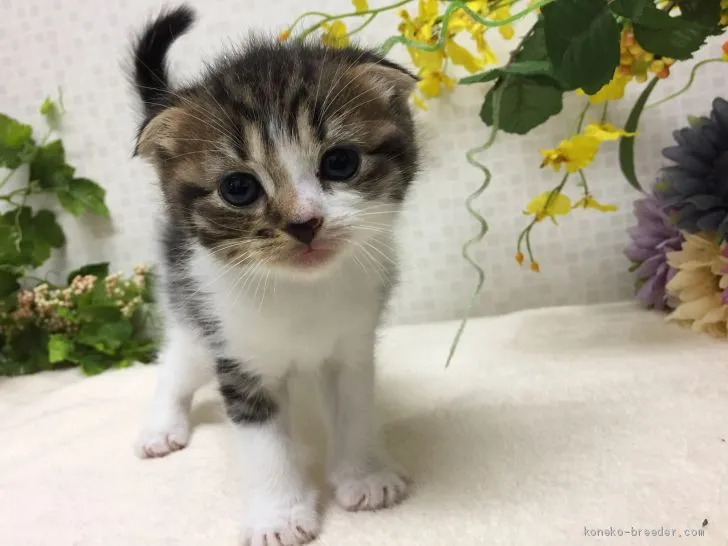 ID:1907-00714の子猫