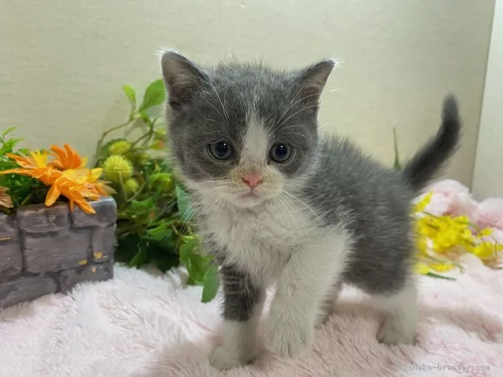 ID：2205-00079の子猫