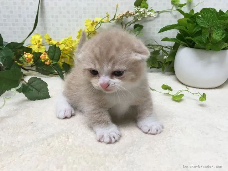 ID：1704-01059の子猫