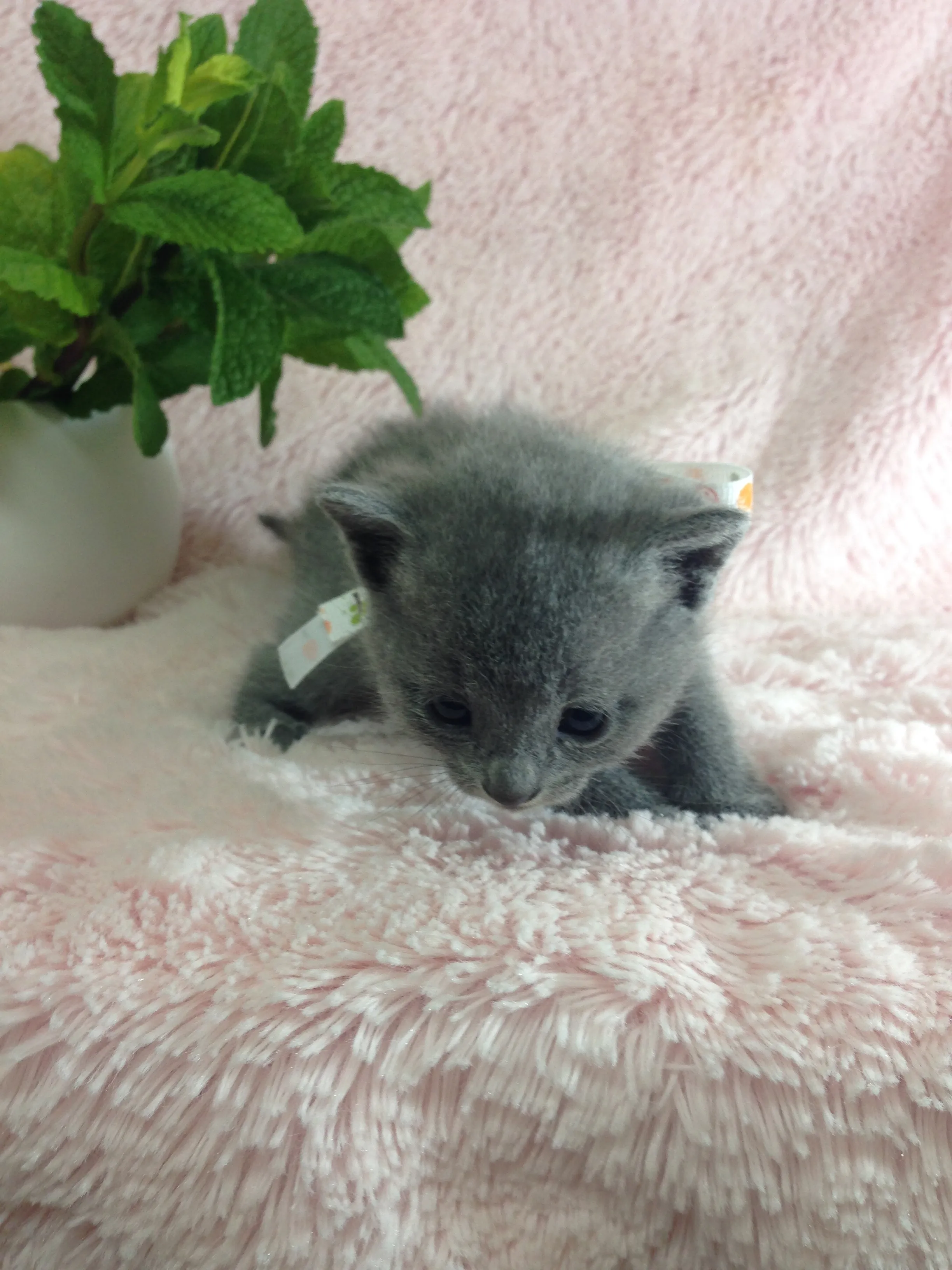 ID:1604-00212の子猫