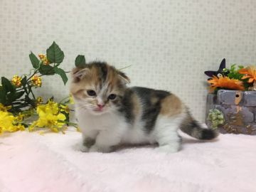 マンチカン(短足)【神奈川県・女の子・2019年1月6日・キャリコ（短毛）】の写真「おてんばなかわいい女の子」