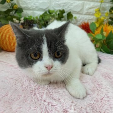 マンチカン(長足)【神奈川県・男の子・2023年4月14日・ブルー&ホワイト】の写真「性格の良い　可愛い男の子」
