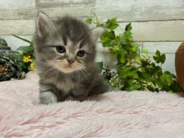 マンチカン(長足)【神奈川県・男の子・2021年2月22日・ブルータビー（セミロング）】の写真「もこもこ男の子」