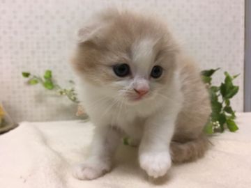 スコティッシュフォールド【神奈川県・男の子・2017年2月6日・クリーム&ホワイト】の写真「おっとりした男の仔　ふわふわもこもこです。」