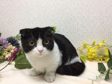 マンチカン(短足)【神奈川県・男の子・2019年5月19日・ブラック&ホワイト（短毛）】の写真「僕やんちゃくんです」