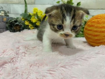 スコティッシュフォールド(折れ耳)【神奈川県・男の子・2021年3月30日・ブランタビー&ホワイト（ショートヘアー）】の写真「やんちゃボーイ」