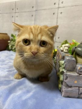 マンチカン(短足)【神奈川県・男の子・2020年5月8日・レッドタビー（ショートヘアー）】の写真「おっとりくん」
