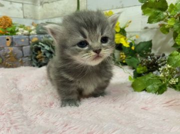 マンチカン(短足)【神奈川県・男の子・2021年2月22日・ブルータビー】の写真「フワフワもこもこ男の子短足君」