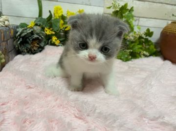 スコティッシュフォールド(折れ耳)【神奈川県・女の子・2021年3月19日・ブルー&ホワイト（ショートヘアー）】の写真「つぶらな瞳の女の子」