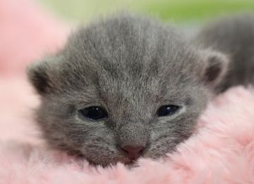 ロシアンブルー【神奈川県・男の子・2015年3月16日・ブルー】の写真「」