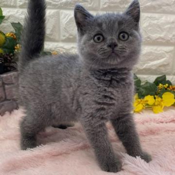 ブリティッシュショートヘア【神奈川県・女の子・2022年7月11日・ブルー（ショートヘアー）】の写真「まるまる女の子」