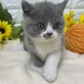 ブリティッシュショートヘア【神奈川県・女の子・2023年4月23日・ブルー&ホワイト】の写真1