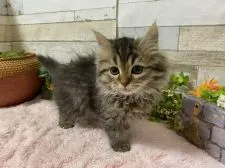 ミヌエット【神奈川県・男の子・2021年10月14日・ブラウンタビー】の写真2