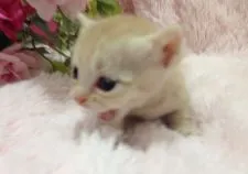 マンチカン【神奈川県・男の子・2015年12月10日・レッドタビー】の写真2