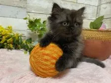 ミヌエット【神奈川県・女の子・2021年4月18日・ブラックスモーク】の写真2