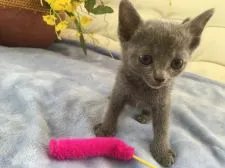 ロシアンブルー【神奈川県・女の子・2018年5月5日・ブルー】の写真2