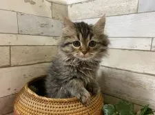 ミヌエット【神奈川県・男の子・2021年10月14日・ブラウンタビー】の写真3