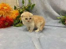 スコティッシュフォールド(折れ耳)【神奈川県・男の子・2022年3月15日・クリーム&ホワイト】の写真4