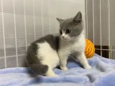 ブリティッシュショートヘア【神奈川県・男の子・2021年8月11日・ブルー&ホワイト】の写真5