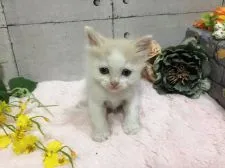 マンチカン(長足)【神奈川県・男の子・2020年4月25日・クリーム&ホワイト】の写真5