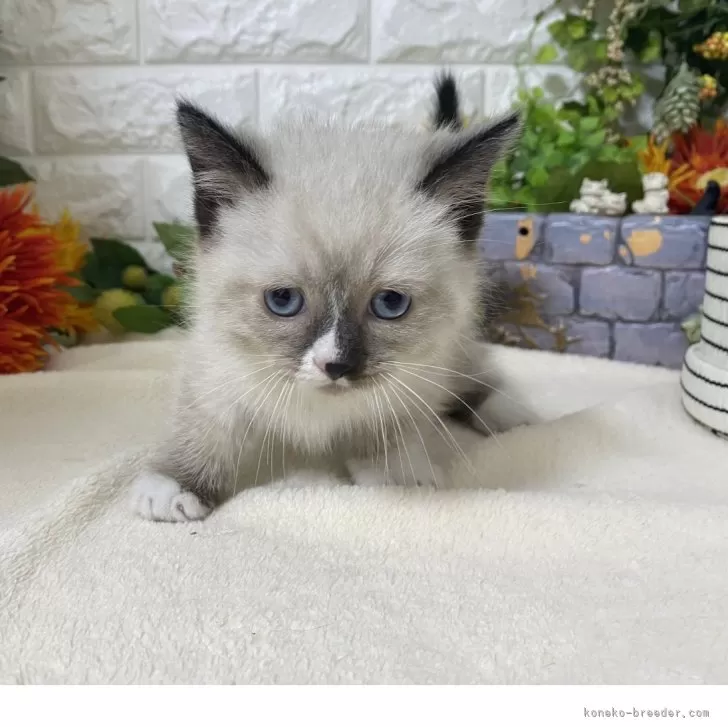 Y.A 様のお迎えした子猫