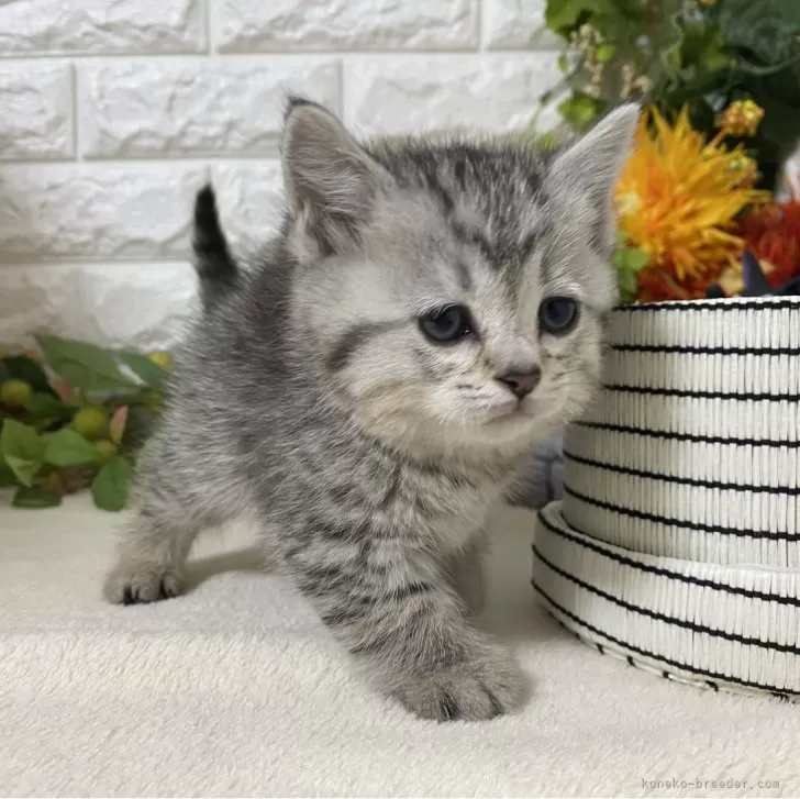 ID：2502-02027の子猫