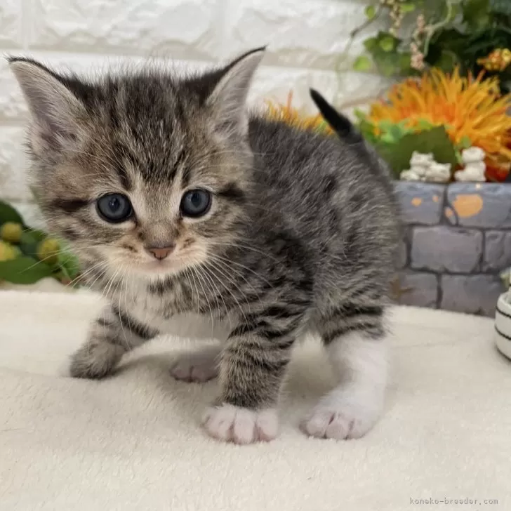 Y.I 様のお迎えした子猫