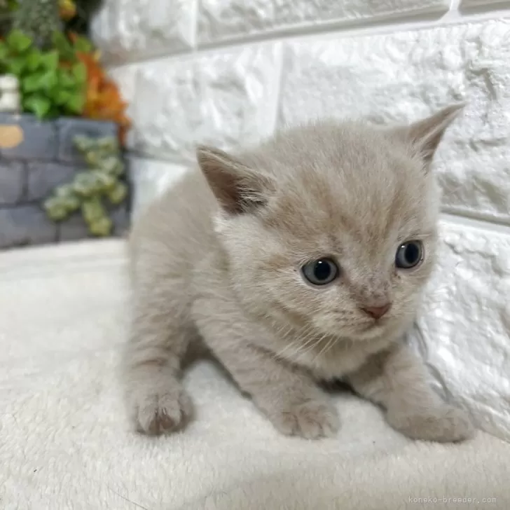 ブリティッシュショートヘア【神奈川県・男の子・2025年9月25日・クリームタビー】の写真1「現在の体重は300gですまだまだこれからですが大人しく飼い易い子猫かと思います」