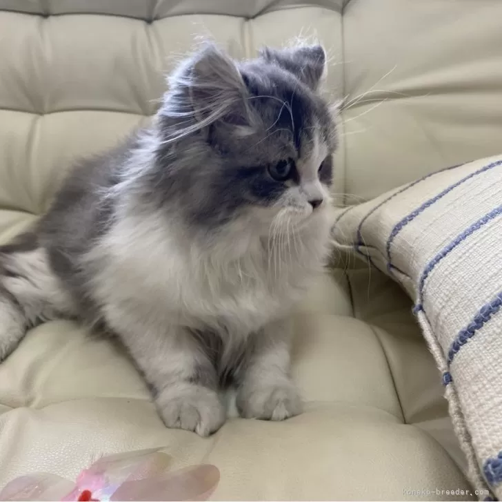 ID:2411-00994の子猫
