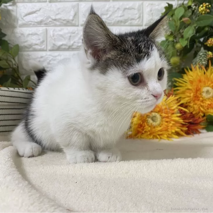 ID:2411-00076の子猫