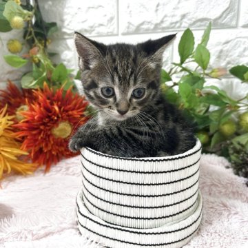 マンチカン(長足)【神奈川県・男の子・2025年10月11日・ブラウンタビー（ショートヘアー）】の写真「ハンサム君」