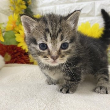 マンチカン(短足)【神奈川県・女の子・2025年5月25日・ブラウンタビー（ショートヘアー）】の写真「可愛いおてんばちゃん」