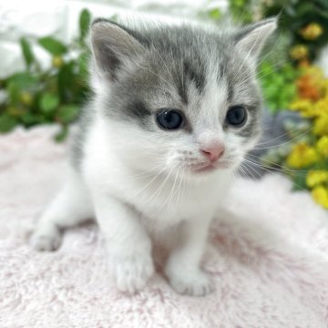 マンチカン(長足)【神奈川県・男の子・2026年1月20日・ブルータビー&ホワイト（ロングヘアー）】の写真「おっとり君」