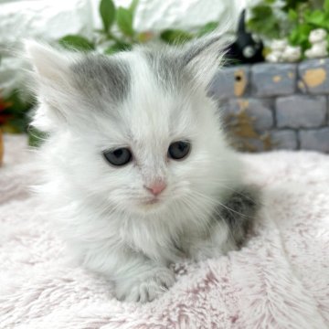 マンチカン(短足)【神奈川県・女の子・2026年1月20日・ブルー&ホワイト（ロングヘアー）】の写真「可愛いおてんばちゃん」