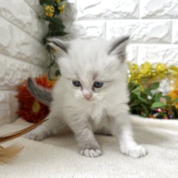 マンチカン(長足)【神奈川県・女の子・2025年9月26日・シールポイント（セミロング）】の写真「可愛い女の子」