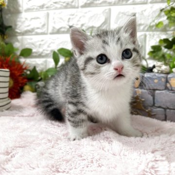 マンチカン(短足)【神奈川県・男の子・2025年10月11日・シルバータビー&ホワイト（ショートヘアー）】の写真「おっとり君」