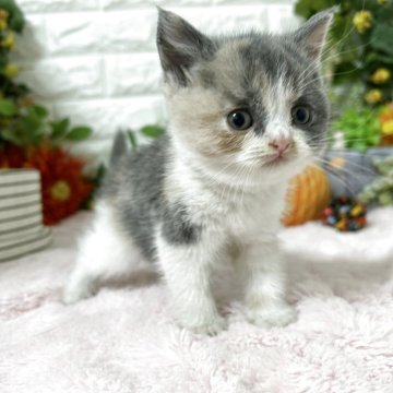 ブリティッシュショートヘア【神奈川県・女の子・2025年9月25日・ダイリュートキャリコ（ショートヘア）】の写真「可愛らしい女の子」