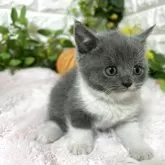 ブリティッシュショートヘア