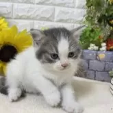 マンチカン(長足)