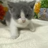 ブリティッシュショートヘア