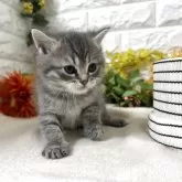 マンチカン(長足)